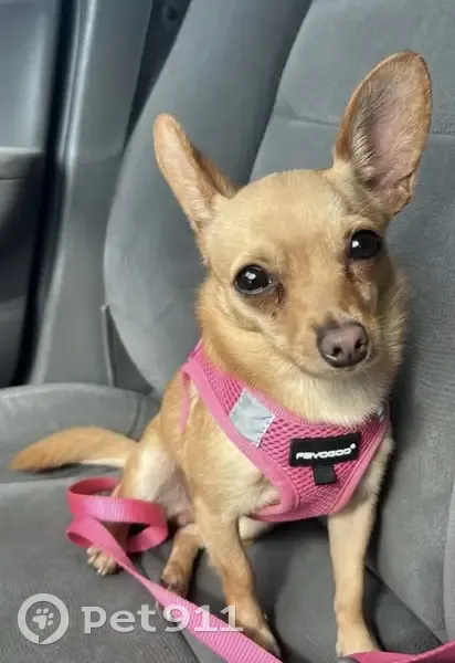 Lost dog, Rutlege Trail, Mebane - brown female named Canela - photo