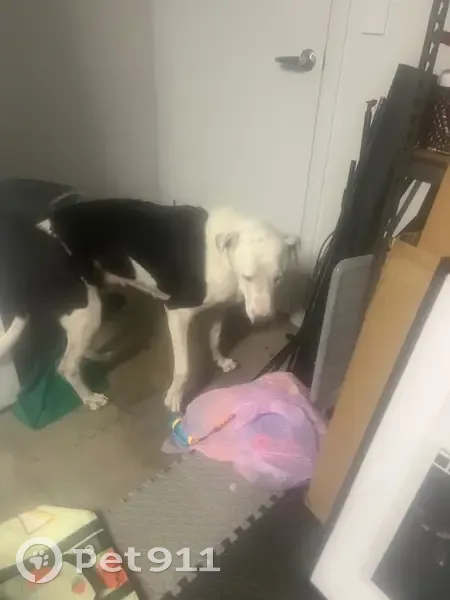 Found dog, Abby Drive, Gracemere - large, friendly male - photo