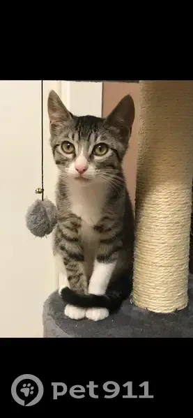 Perdido gato, Carrer de Josep Llimona, 1C, Terrassa - hembra de 4 años - photo