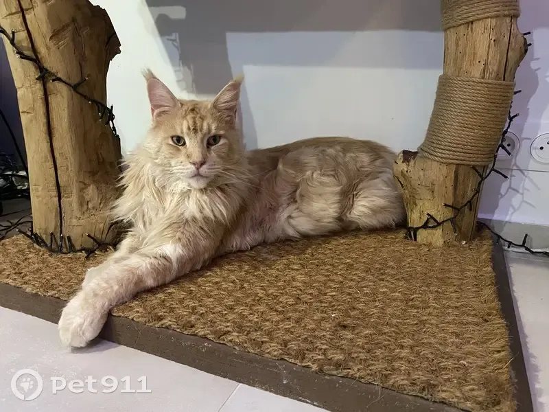 Chat perdu, mâle, Sainte-Geneviève-des-Bois, Paris - photo
