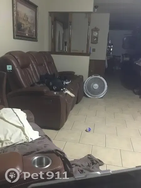 Lost dog, Southwest 27th Place, 110, Newcastle - female Husky - photo