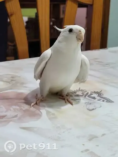 Ave perdida, Calle de Holanda, Santa Pola - completamente blanca, ojos rojos - photo