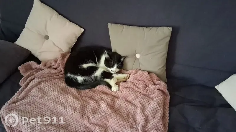 Chat perdu, Reugny, Cusset - noire et blanche avec moustache - photo