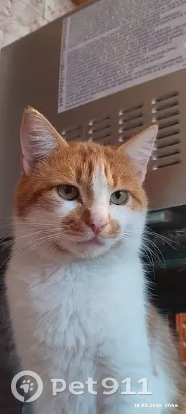 Зникла кішка, Київська вулиця, Хорол - більше рудого, кастрована - photo