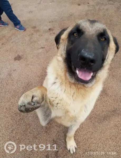 Perdido perro, Cortijo San Agustin, 4, Santa Fe, Granada - mastín español con hocico negro - photo
