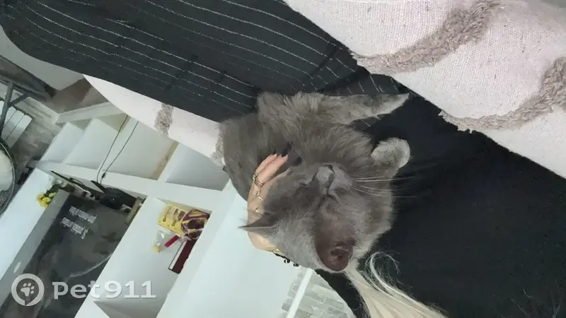 Perdido gato, Carrer de Valls, 69, Tarragona, Reus - British Blue pelo largo - photo