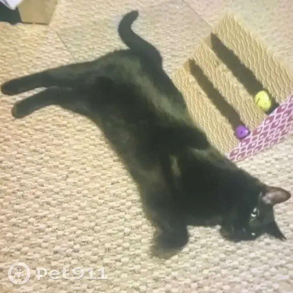 Lost cat, Natchez Street, 411, Pittsburgh - shiny black, long-haired male - photo