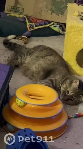 Lost female cat, Sunflower Dr & Spears Rd, Sycamore Township - torbie with a microchip - photo