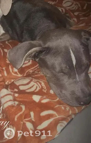 Lost dog, Julia Street, New Iberia - 1 year old bully mix - photo