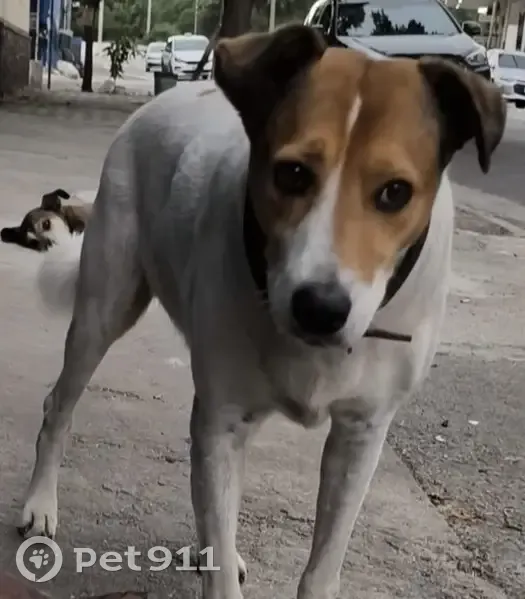 Cachorro perdido Macho (brl002689) - photo