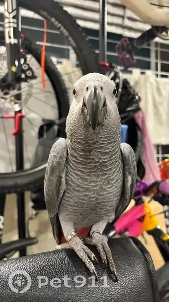 Lost bird, Bedok Reservoir Road, 130, Singapore - male with a red tail - photo