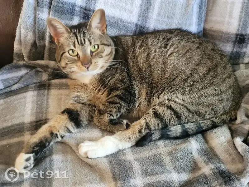 Lost cat, University Place, Waldorf - grey/white DSH Tabby - photo