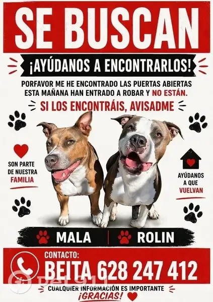 Perdido perro macho, Calle Cuesta de las Piedras, Jerez de la Frontera - pitbull blue, gris y blanco - photo