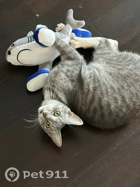 Lost cat, Woombye Street, 12A, Brisbane - grey and white tabby - photo