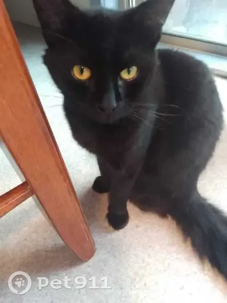 Lost male cat, Arnold Street, Casey City, Melbourne - chocolate brown in sun - photo