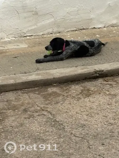 Perro perdido Hembra, Valencia (sl495648) - photo