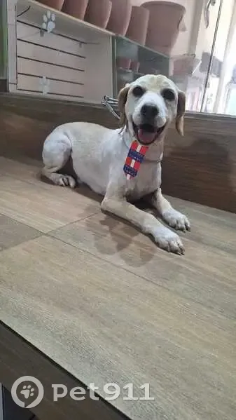 Cachorro perdido Macho (brl002691) - photo