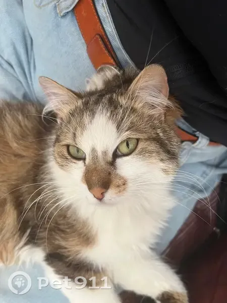 Chat trouvé, Rue Raymond Simon, Orly - très câline et sociable - photo