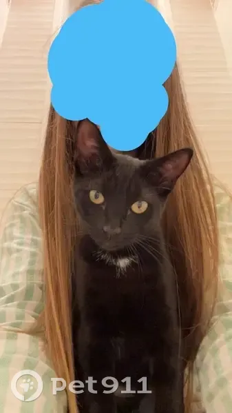 Chat perdu, Le Verguier, Hauts-de-France - noire avec rayures marrons - photo