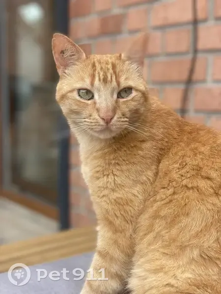 Chat perdu, Rue de Verdun, 5, Mouvaux - roux tatoué 158wvy - photo