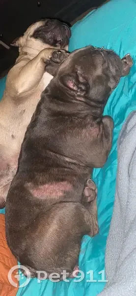 Lost female dog, West Park Place, Oklahoma City - prolapse and allergic - photo