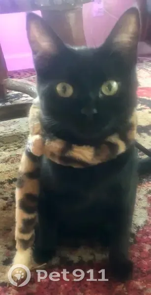 Lost cat, Ashland Mine Road, Ashland - small black kitty - photo