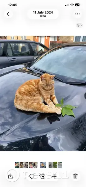 Lost female cat, Clements Close, Friern Barnet - ginger and very friendly - photo