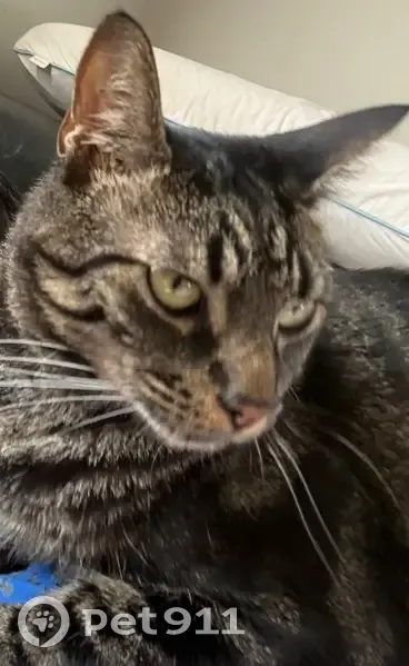 Lost male cat, East Main Street, Lansdale - grey and black stripes - photo