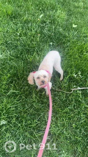 Lost female dog, Riverside Drive, 9462, Dublin - cream-tan with blue collar and pink bow - photo