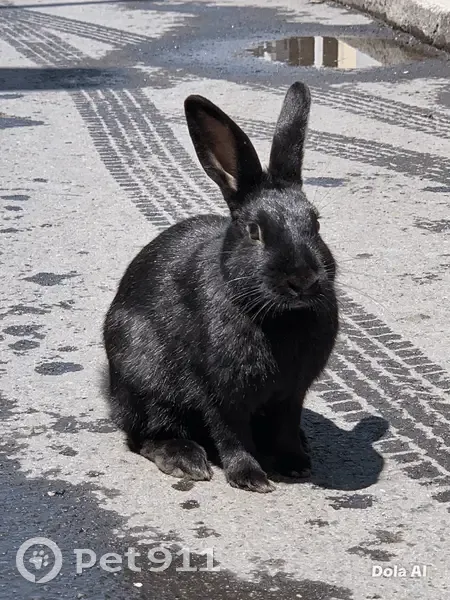 Coelho perdido Fêmea (brl002693) - photo