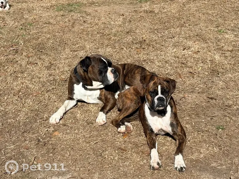 Lost dogs, Tunnel Road, West Des Moines - two brindle Boxers - photo