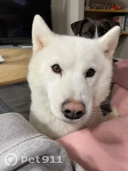 Perdido perro, Lugar Coto de Abaixo, Caldas de Reyes - husky blanca - photo