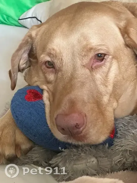 Lost dog, East 57 Street, Kansas City - yellow lab with white chest - photo