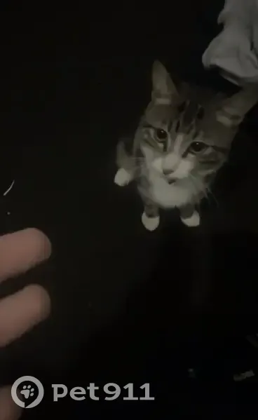 Lost cat, Finsbury Road, Rockingham - male tabby, short-haired - photo