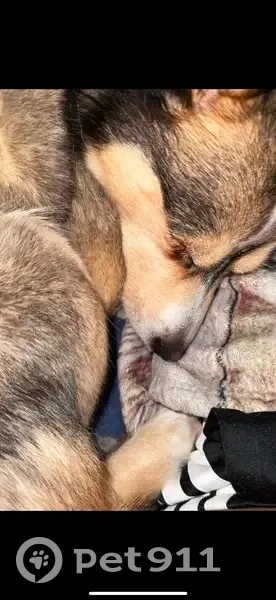 Lost dog, Toepperwein Road, Converse - blue eyed small husky mix - photo