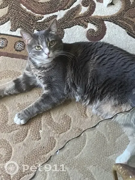 Lost cat, Belmont Avenue, Brooklyn - female grey tabby - photo