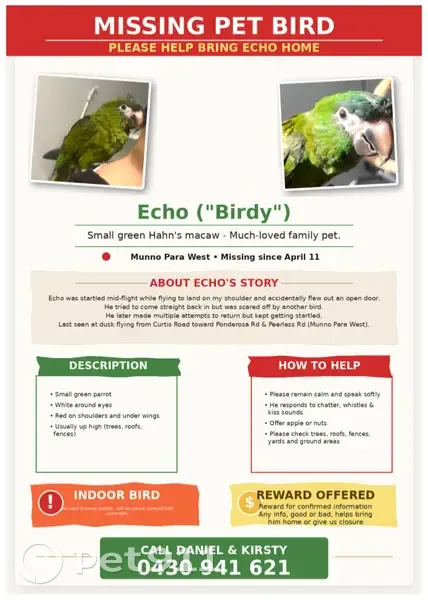 Lost bird, Gemini Drive, Playford - Green Hahns Macaw, 1.5 years old - photo