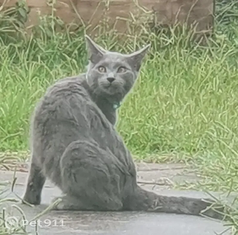 Lost cat, Flint Street, Ipswich - male kitten - photo
