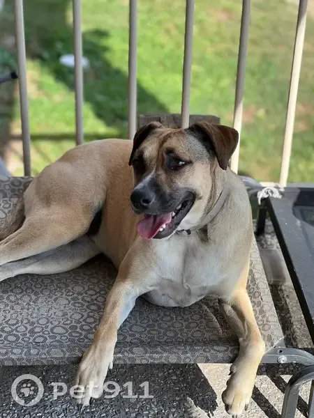 Lost dog, Augusta Street, Brisbane - female, timid and shy - photo