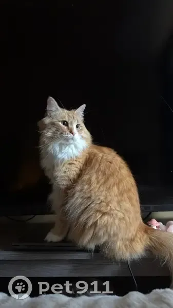 Lost cat, Margaret Avenue, Salisbury - female with orange and white fur - photo