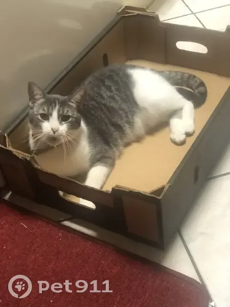 Lost cat, Rothwell Avenue, Salisbury - female named Linda - photo