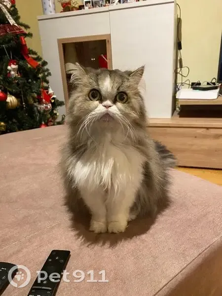 Perdido gato macho, Lugar Llames de Baxu, 32, Nava - muy miedoso - photo