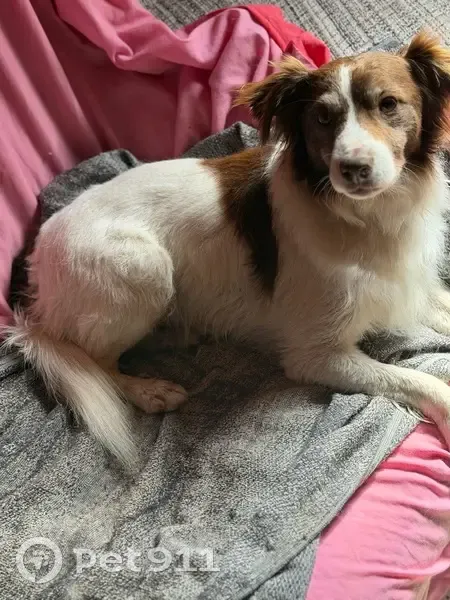 Perdido perro macho, Calle Camino del Mercado, Alozaina - blanco con manchas marrones - photo