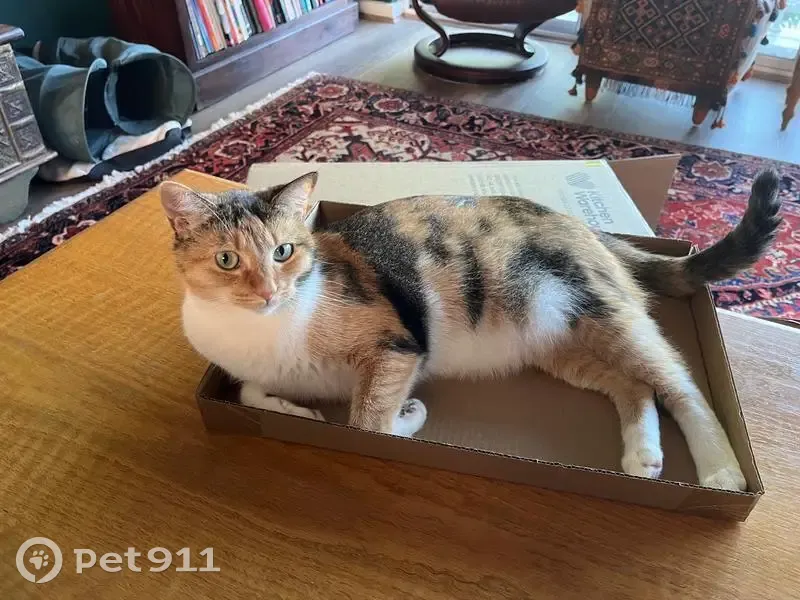 Lost female cat, The Esplanade, 105C, Mount Pleasant - photo