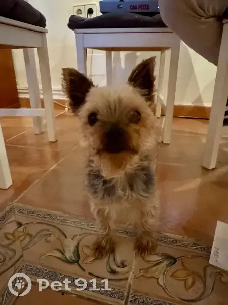 Encontrado perro, Sant Josep de sa Talaia, Ibiza - parece que se llama Rocky - photo