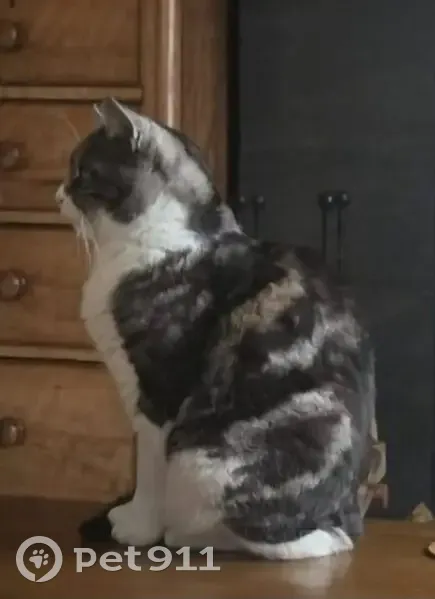 Lost male cat, Frederick Street, Woodville - grey and white tabby - photo