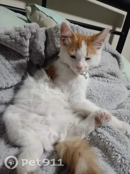Lost cat, Chaucer Street, Adelaide - male with orange and white fur - photo