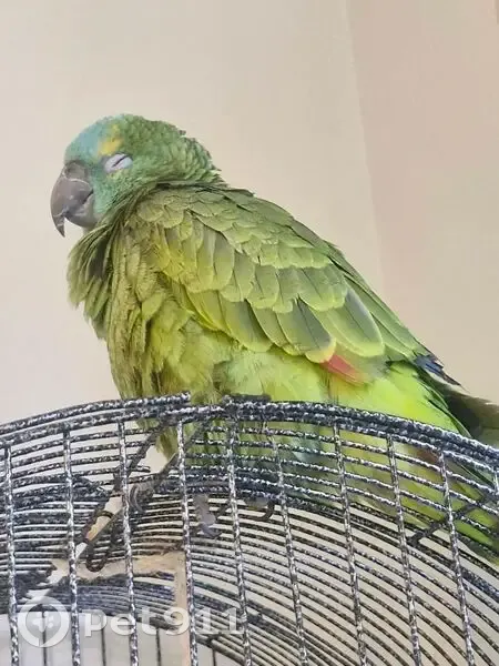 Lost bird, Hanson Road, 80, Hume City, Wollert - Blue Front Amazon - photo