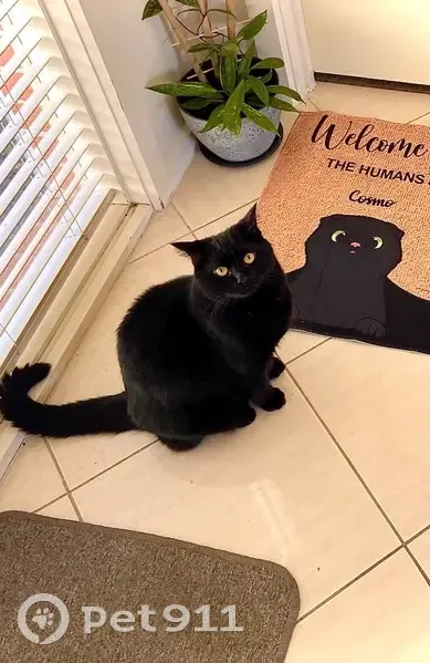 Lost cat, Milleara Road, Moonee Valley - large black male with yellow eyes - photo