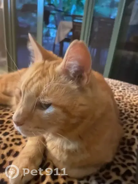 Lost male cat, Cypress Street, Hornsby - big ginger tabby - photo